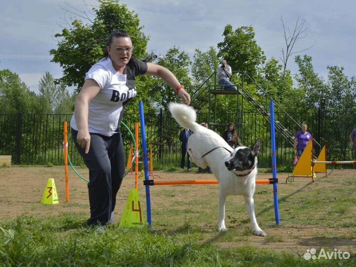Дрессировка собак кинолог