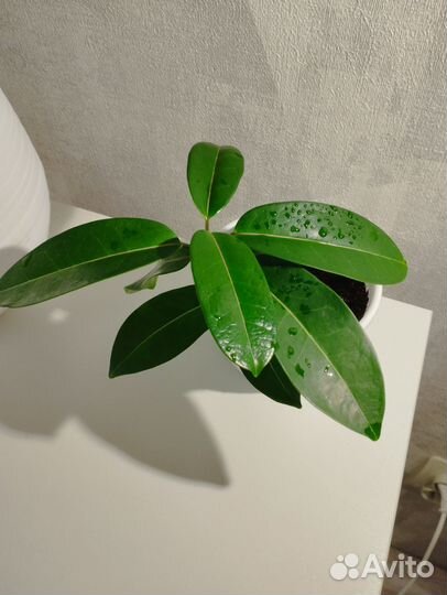 Стефанотис