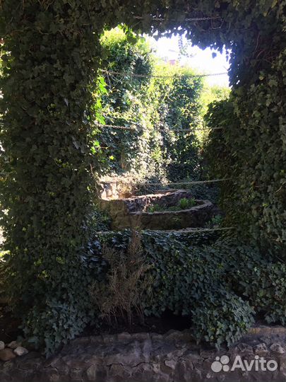 Плющ морозостойкий, черенки с корнями