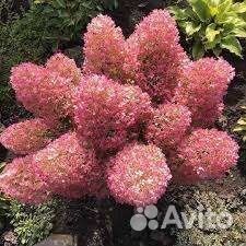 Пинк энд роуз гортензияСаммер лав