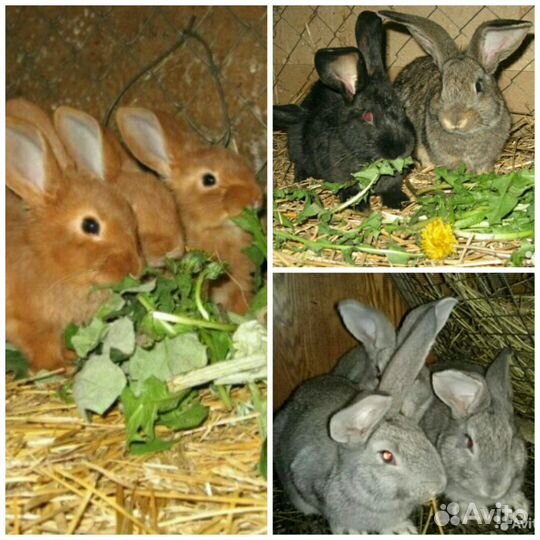 Крольчата, самки, самцы