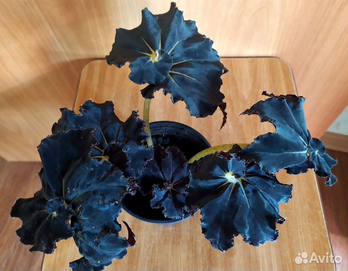 Бегония. Сциндапсус. Хойя. Синадениум. Педилантус