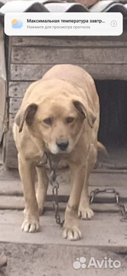 Собака в добрые руки отдам бесплатно