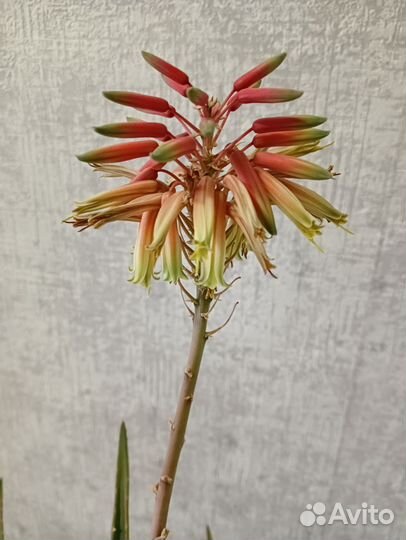 Алоэ цветущее