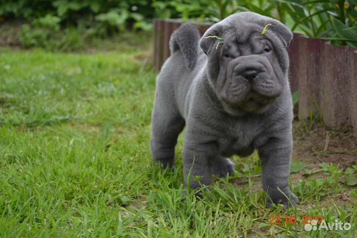 Щенки шарпея