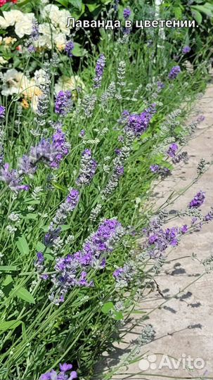 Лаванда саженцы