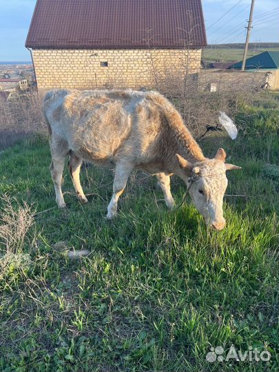 Корова и телёнок