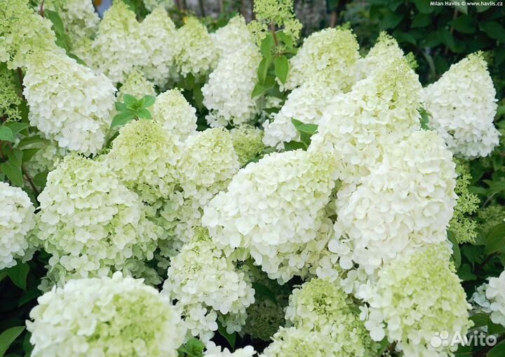 Гортензия метельчатая (Hydrangea paniculata)