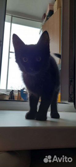 Черный котенок бесплатно
