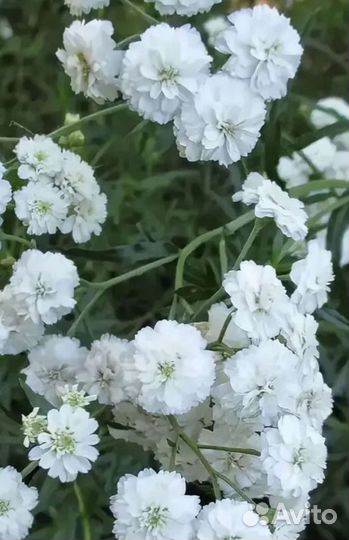 Многолетники для сада