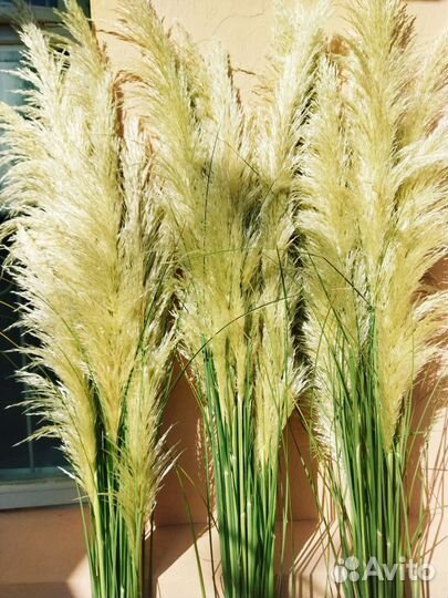 Кортадерия