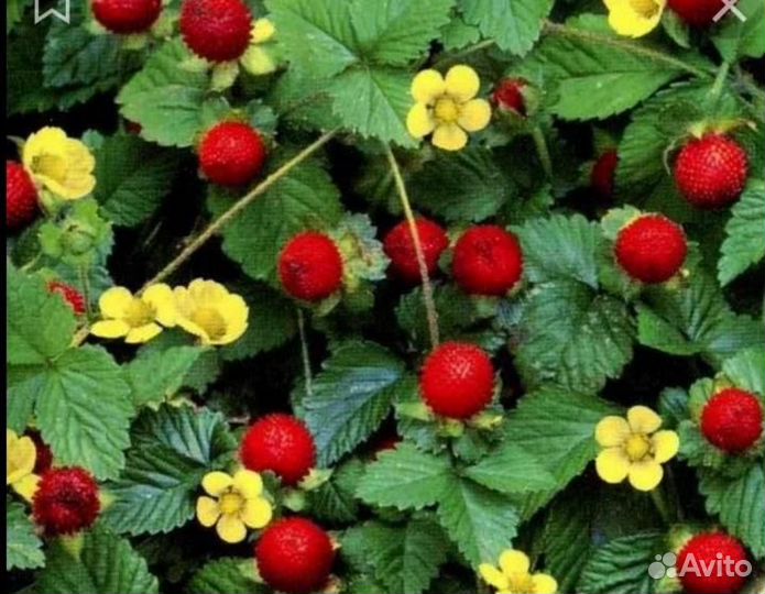 Почвопокровные садовые многолетники