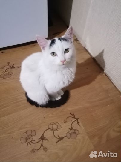 Кошечка найдёныш