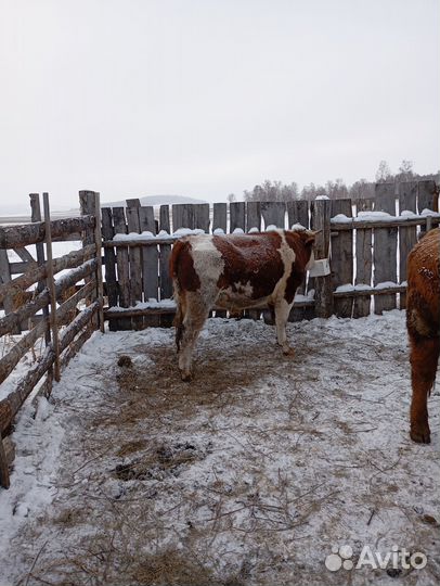 Бык на мясо