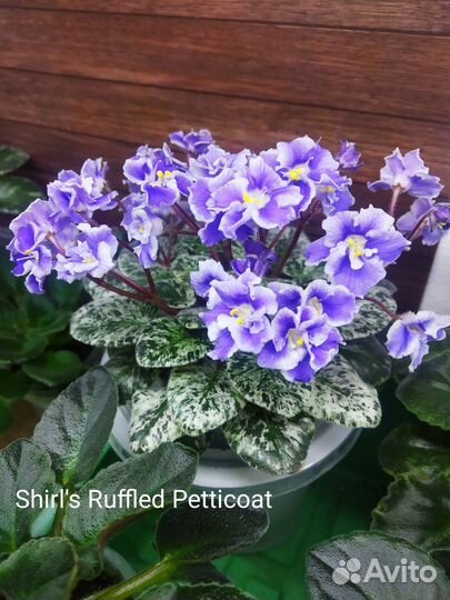 Фиалки мини и полумини,лист