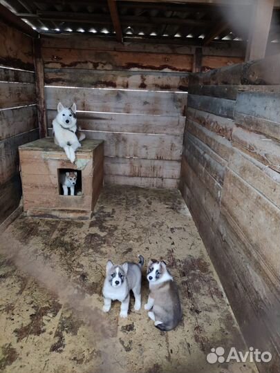 Продам щенков Западно-сибирской лайки