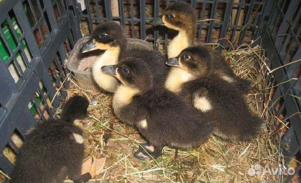 Суточная птица