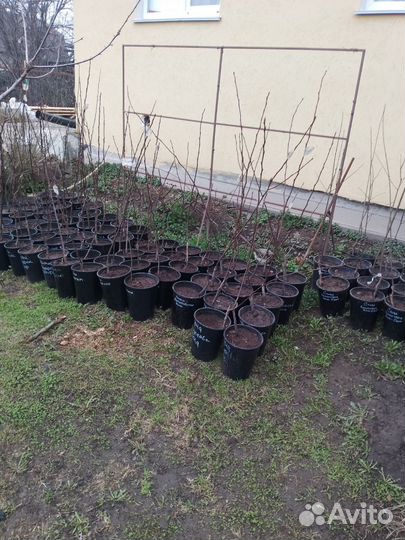 Саженцы