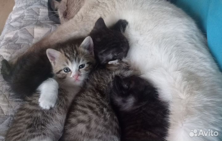 Кошка