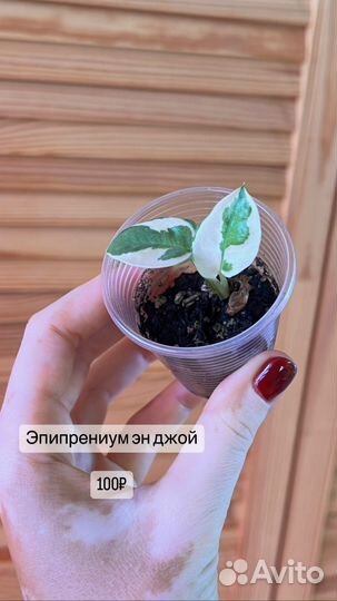 Суккуленты