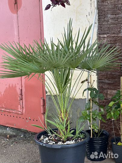 Пальма веерная