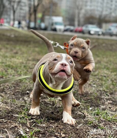 Американский булли покет экзот