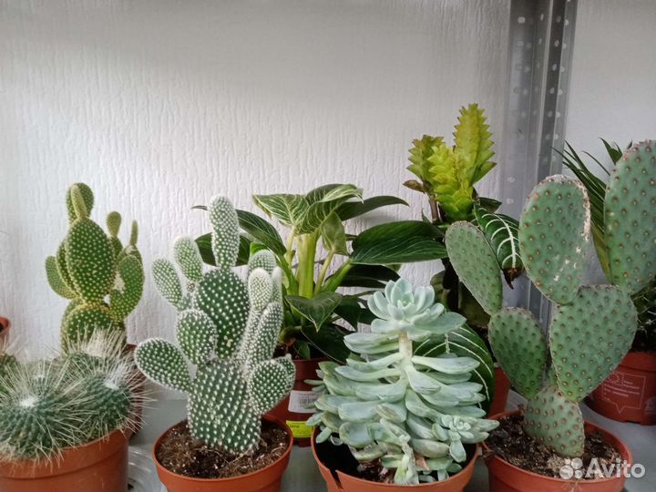 Кактус, Антуриум, фикус, мандарин, гардения