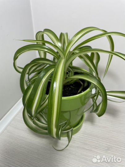 Хлорофитум Бони кудрявый