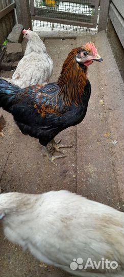 Петух порода московская чёрная и легорн