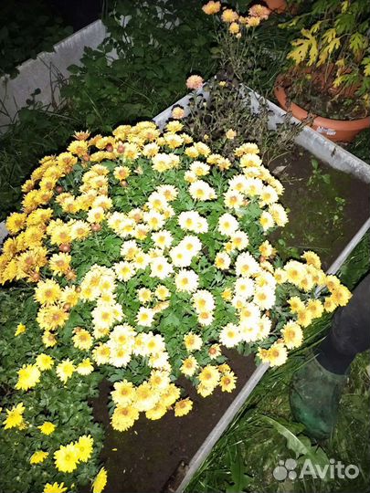 Хризантема мультифлора микс