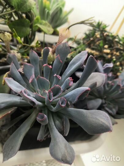 Суккуленты 6