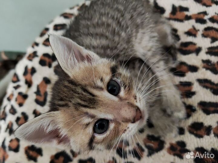 Котята девочки 1,5 месяца