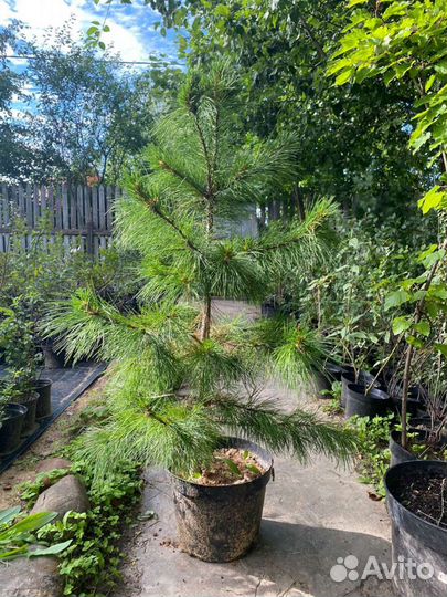 Саженцы кедра