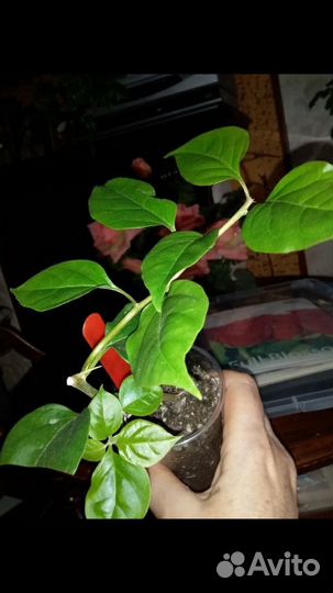 Бугенвиллия San Diego Red