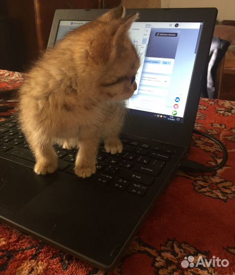 Подарите дом крохе