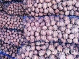 Продам семенной картофель