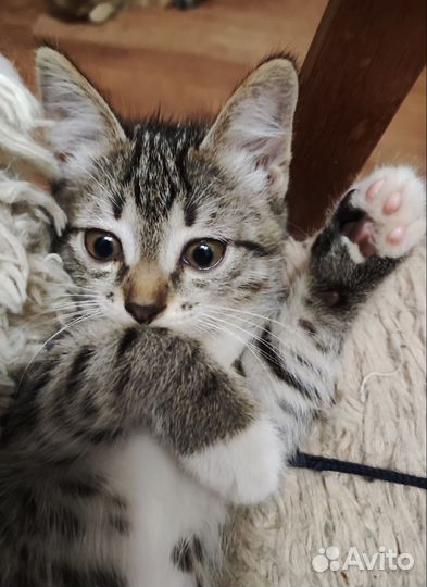 Котенок в дар бесплатно