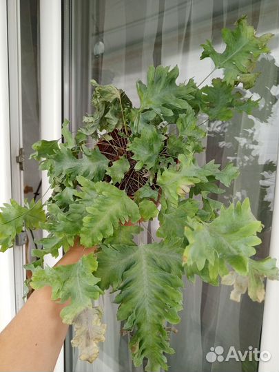 Флебодиум davana