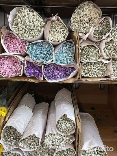 Гипсофила опт