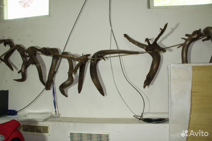 Коряги для террариума