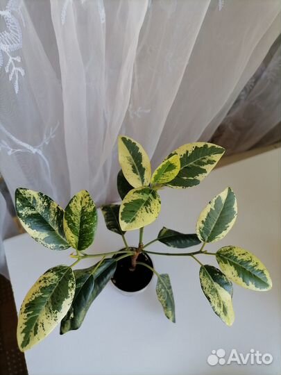 Фикус Рубигиноза вар