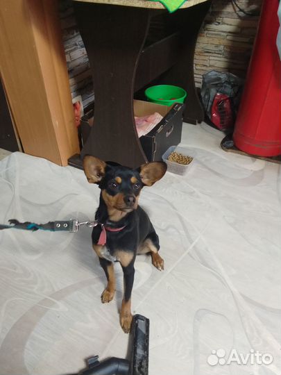 Отдам в добрые руки