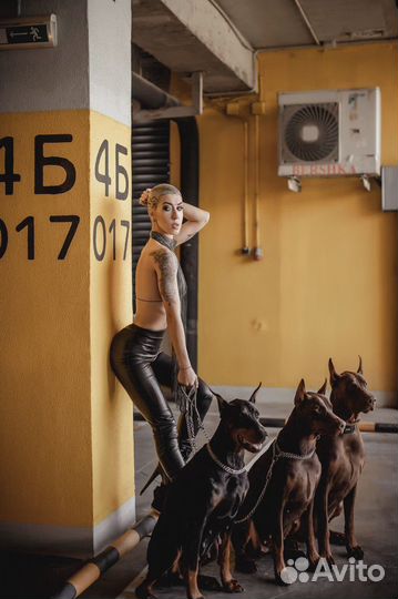 Фотосессия с доберманом