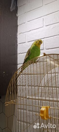 Забронирован. Волнистый попугай с клеткой