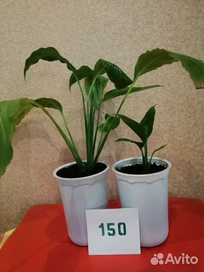 Комнатные растения