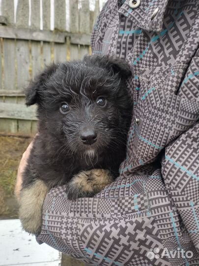 Щенки дворняжка бесплатно в добрые руки