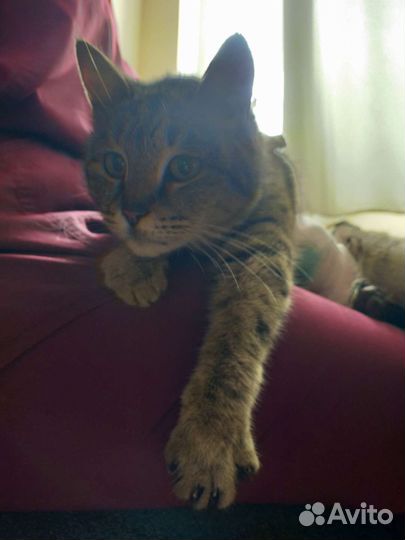 Кошечка в добрые руки