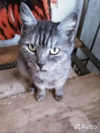 Кошки зимой на улице. Просим помощи