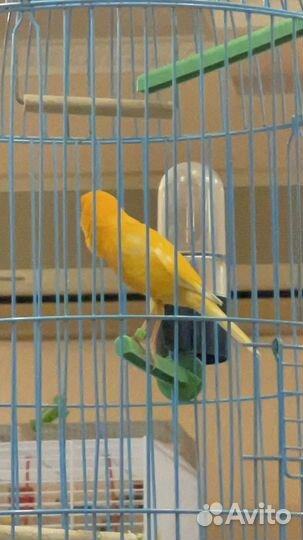 Певчий кенар вместе с клеткой