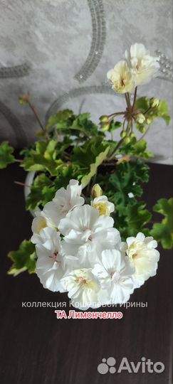 Пеларгонии сортовые